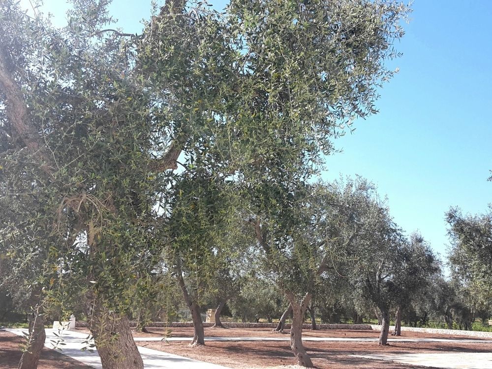 Masseria Muntibianchi Agriresort Restaurant & Spa Отранто Екстериор снимка
